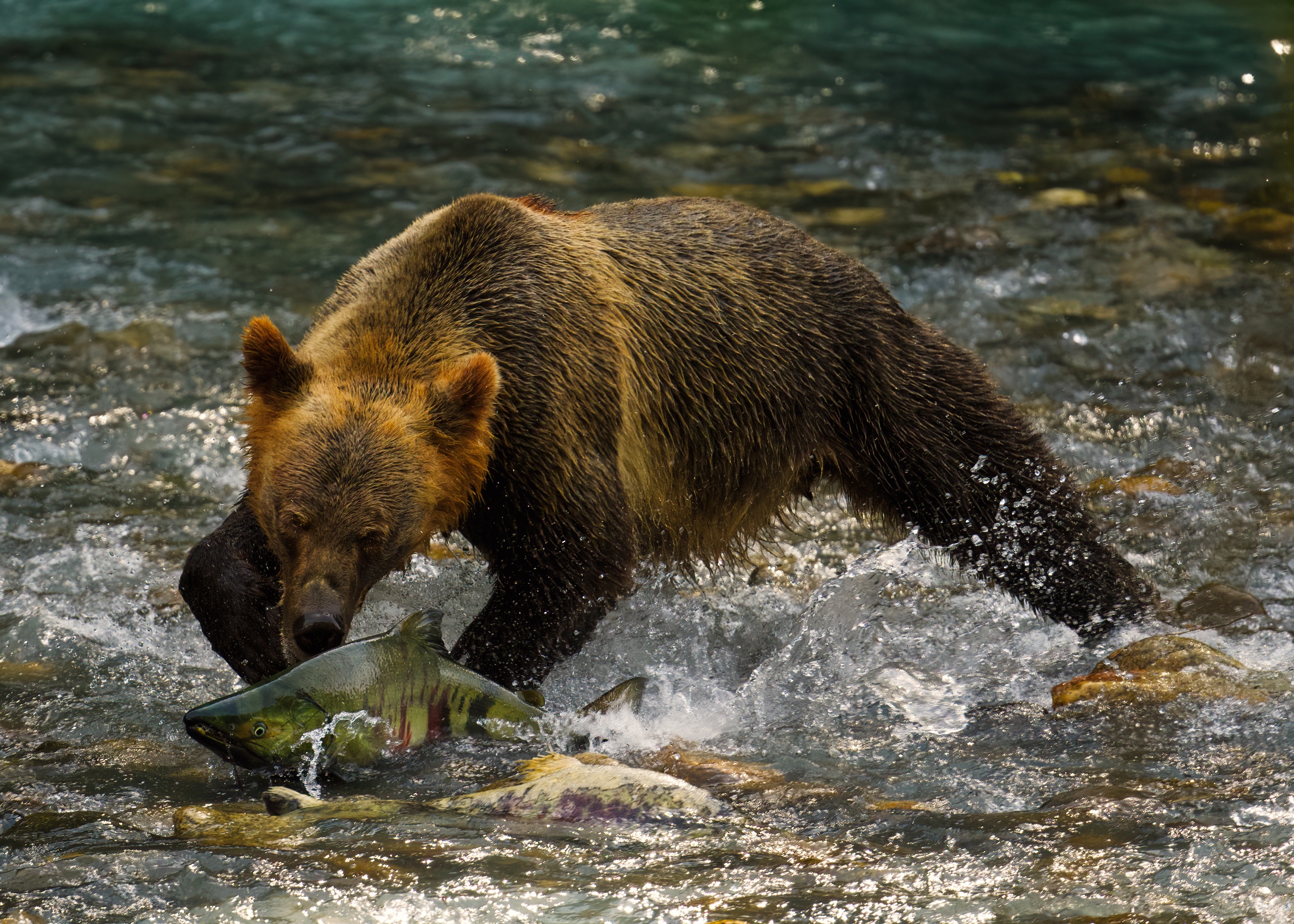 BC SPCA’s annual Wildlife-in-Focus photography contest launches