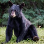 Cute young bears in town and why we mustn't feed them