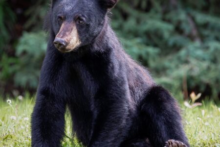 Cute young bears in town and why we mustn't feed them