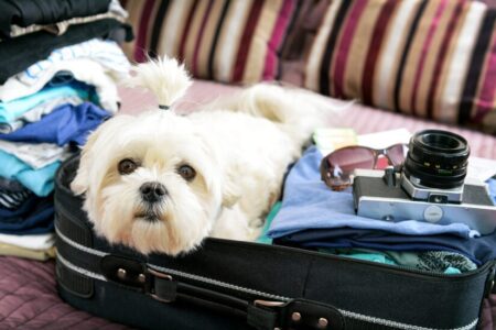 Hitting the Road with Your Pet? Keep them Safe