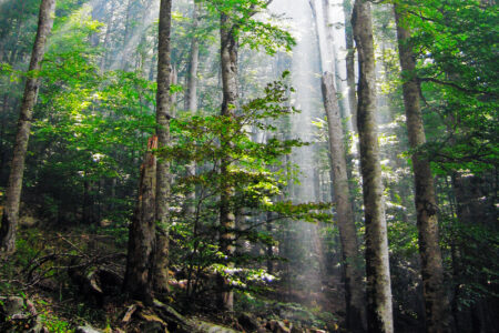 BCTS caught quietly deleting old growth deferrals before slating it for logging