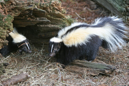 Skunk in the Kootenay Lake region tests positive for rabies